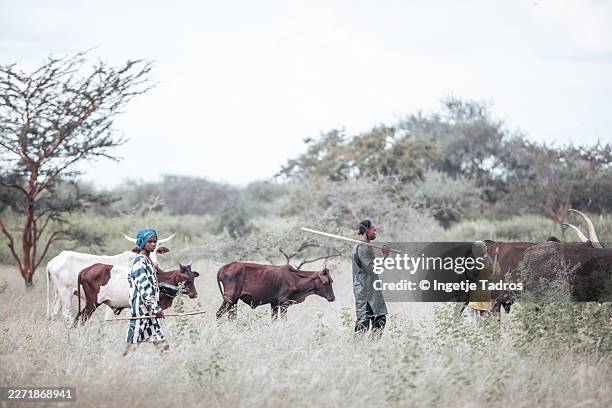 young herdsmen walking with cattle in a dry, bushy plain. - herd stock pictures, royalty-free photos & images