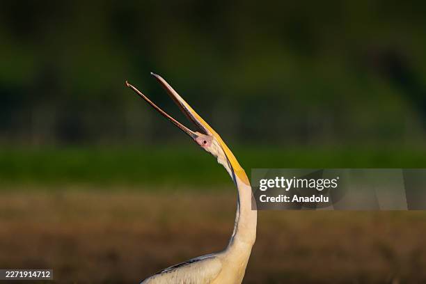 Pelican is seen at Uluabat Lake, which hosts tens of thousands of great white pelicans migrating from Africa to the Danube Delta in Romania, serving...