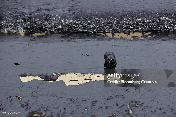 a bottle covered in oil on a polluted beach - oil spill stock pictures, royalty-free photos & images