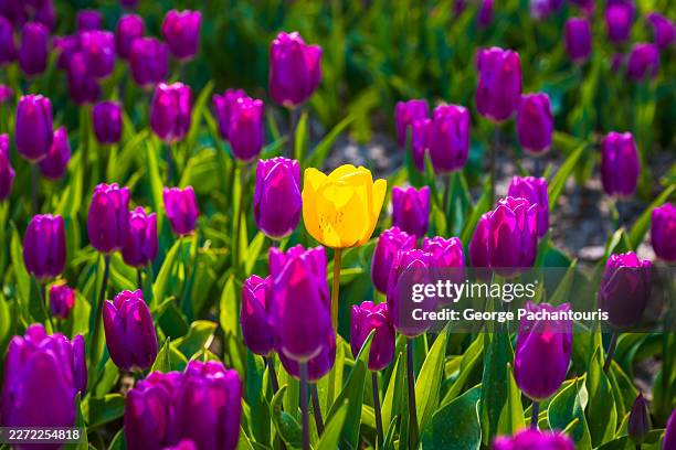 yellow tulip in a field of purple tulips - buitensport stockfoto's en -beelden