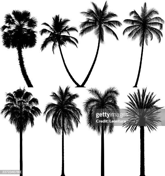palm trees silhouette - tropical tree stock illustrations