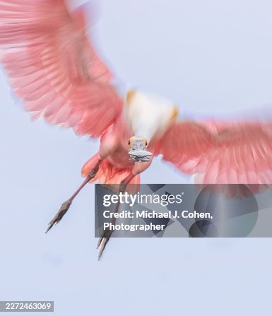 Roseate Blur Roseate Blur