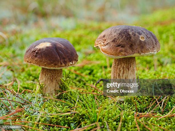 close-up of two porcini mushrooms (boletus edulis) on a mossy forest floor with pine needles and lichen, shallow depth of field nature macro from denmark - pine woodland stock pictures, royalty-free photos & images