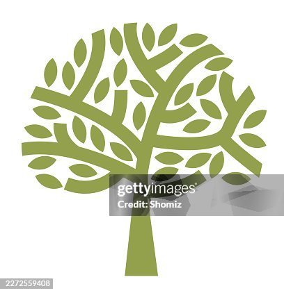 Olive Tree Olive Tree