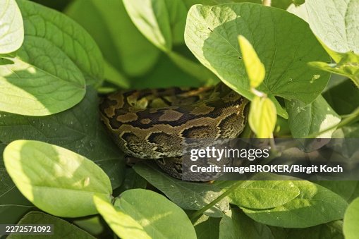 Central African rock python (Python sebae), young animal lying curled up between leaves, Murchison Falls NP, Uganda Central African rock python (Python sebae), young animal lying curled up between leaves, Murchison Falls NP, Uganda