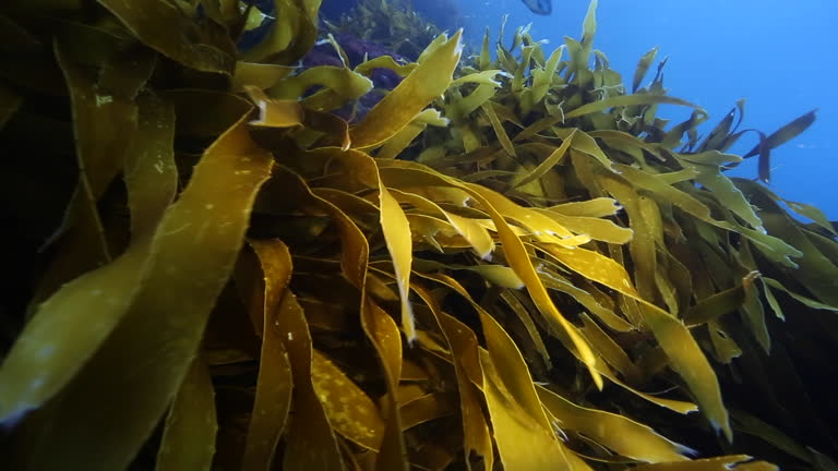 https://media.gettyimages.com/id/2272622372/video/bull-kelp-forest-swaying-in-ocean-current-at-poor-knights-islands-new-zealand.jpg?b=1&s=640x640&k=20&c=vsyU4OApWYWBJy7OyIWS7mfVKXc4moGxYLEy5SSs8q0=