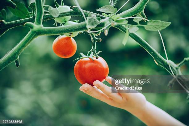 close-up of a kid admiring and touching beautifully ripe tomatoes in an organic vegetable garden. large juicy tomatoes ready for picking. kids learning about farming, healthy food and respecting nature. sustainable living. agriculture, harvest and nature - ripe stock pictures, royalty-free photos & images