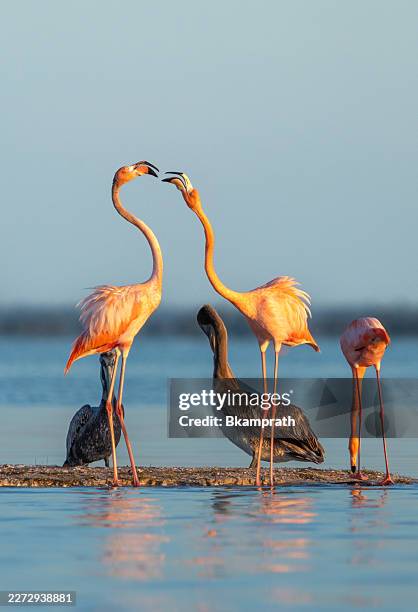 fenicotterio americano selvatico dai colori vivaci rosa durante l'alba sulla costa delle mangrovie dell'oceano atlantico presso la merritt island national wildlife refuge, florida - pellicano foto e immagini stock