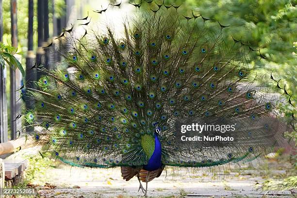 Peacock displays its iridescent feathers inside a garden in Ajmer, India, on April 30, 2026.