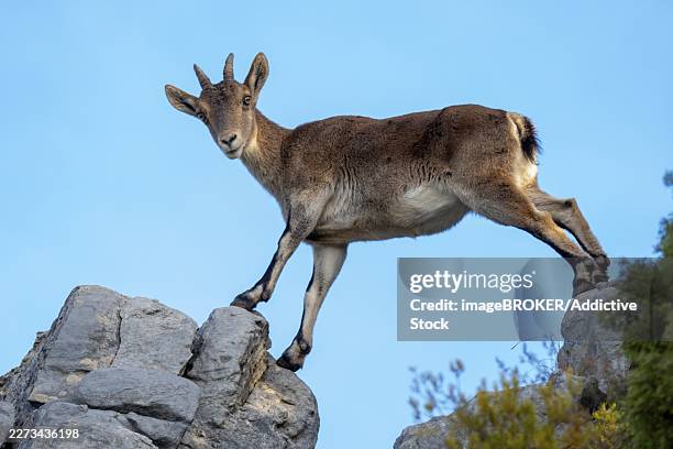 from below, the iberian ibex stands majestically on a rocky peak under a clear blue sky. its strong presence and natural habitat symbolize the wild beauty of spanish mountains - pirineos fotografías e imágenes de stock