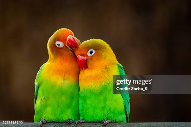 pair of colorful lovebirds cuddling on dark background, close up - djuröga bildbanksfoton och bilder