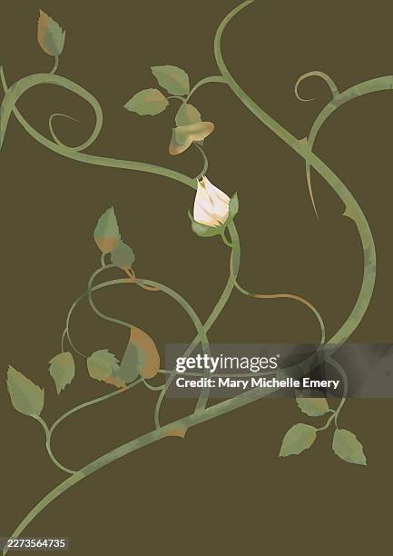 rosebud and thorns on green background - wild rose stock illustrations
