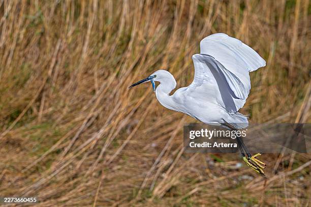 Little egret in flight, taking off from coastal wetland with caught fish prey in beak in in winter.