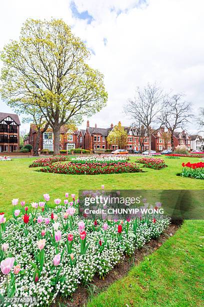 bedford park featuring blooming tulips under spring skies - flowerbed stock pictures, royalty-free photos & images