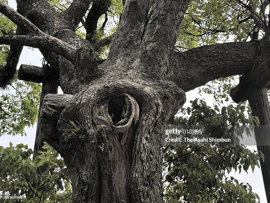 Atomic-Bombed Camphor Tree Hiroshima