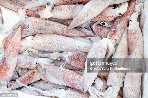 fresh catch of squid (loligo vulgaris) at the fish market - squid stock pictures, royalty-free photos & images