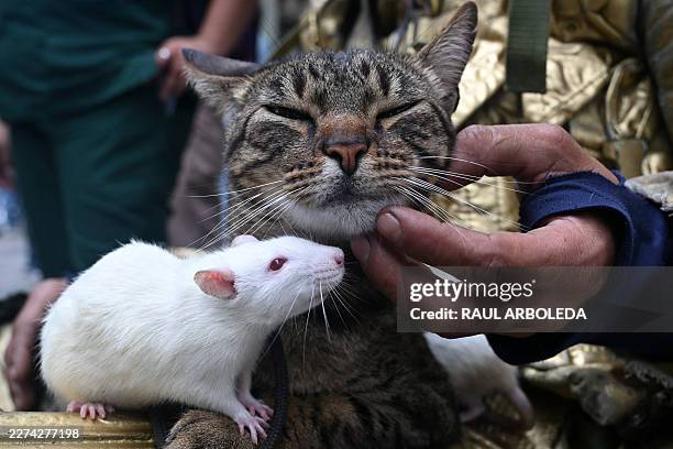 Colombian street artist Oscar Giraldo's pets, a cat called Pereza and a rat called Luciana, are seen as they perform with him on a street in Ibague,...