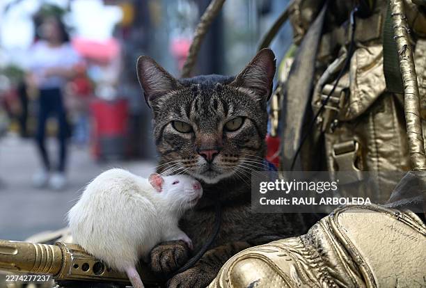 Colombian street artist Oscar Giraldo's pets, a cat called Pereza and a rat called Luciana, are seen as they perform with him on a street in Ibague,...