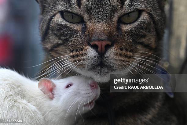Colombian street artist Oscar Giraldo's pets, a cat called Pereza and a rat called Luciana, are seen as they perform with him on a street in Ibague,...
