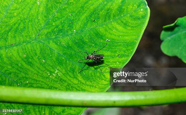 Female Aedes mosquitoes, including the Asian tiger mosquito and the yellow fever mosquito , are observed feeding on human blood in Tehatta, West...