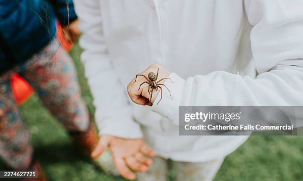 child holding large spider on hand with another child nearby outdoors - phobia stock pictures, royalty-free photos & images
