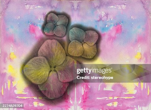 Hidrangea Flowers Hidrangea Flowers