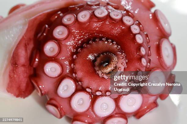 spiraling suction cups: a macro view - tentacle stock pictures, royalty-free photos & images