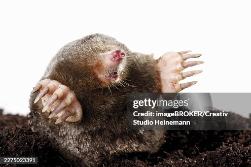 Mole (Talpa europaea) Mole (Talpa europaea)