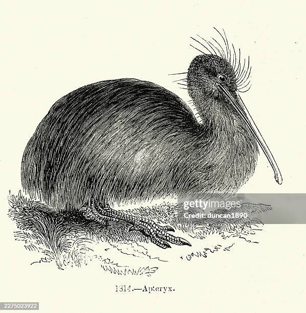 natural history, wildlife, birds, apteryx, kiwi, flightless, vintage illustration 19th century - north island brown kiwi stock illustrations