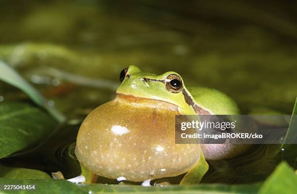 european treefrog (hyla arborea) is sitting on a prickly blackberry twig (rubus fruticosus), muensterland, nordrhein-westfalen, germany - animal sound stock pictures, royalty-free photos & images