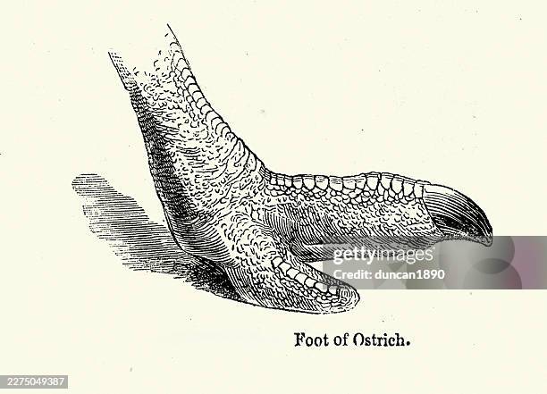 natural history, wildlife, birds, foot, ostrich, flightless birds, vintage illustration 19th century - animal foot stock illustrations