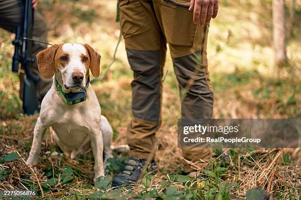 hunting dog wearing gps collar with hunter in forest - jager stockfoto's en -beelden