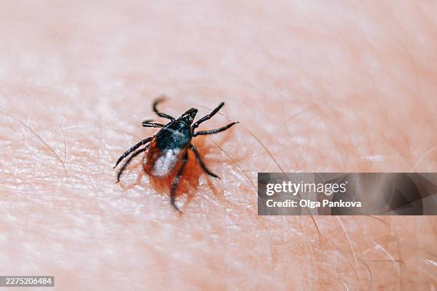 dangerous deer tick crawling on human skin - morder imagens e fotografias de stock