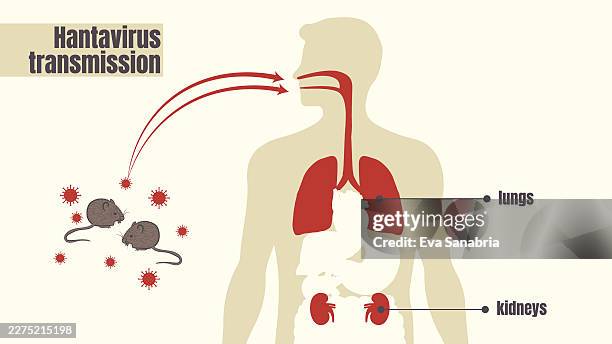 how hantavirus is transmitted to humans - mouse plague stock illustrations