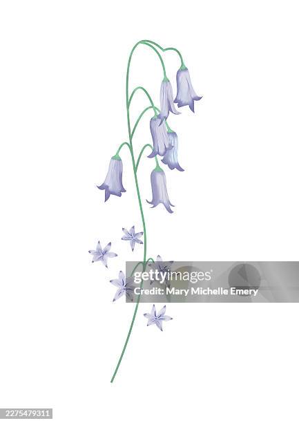 bluebells - bluebell stock illustrations