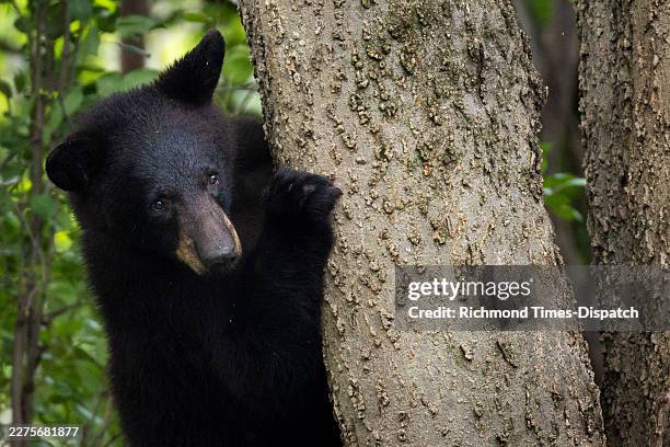 Juvenile male black bear climbs a tree in a backyard in the Oregon Hill Neighborhood in Richmond, Va., Thursday, May 14, 2026. The bear was...