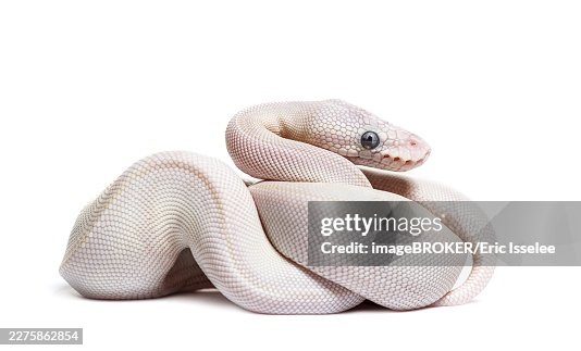 Blue Eyed Leucistic Python Regius, isolated on white Blue Eyed Leucistic Python Regius, isolated on white