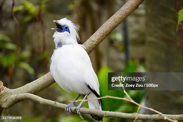 close-up of a bali myna, an endangered white bird with blue facial skin, perched on a branch and calling out - animal call stock pictures, royalty-free photos & images