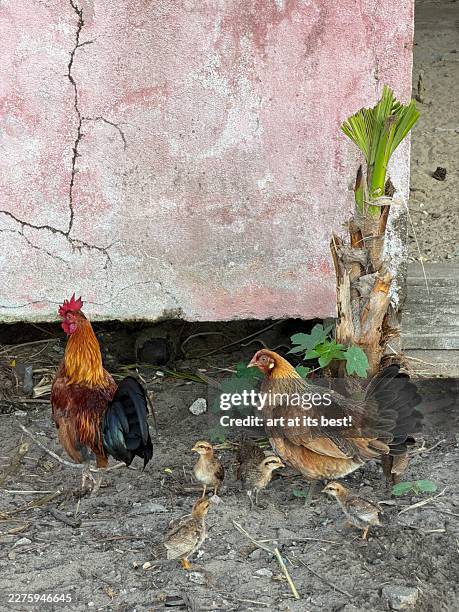 domestic rooster, hen, and chicks foraging near a weathered pink wall - rooster stock pictures, royalty-free photos & images