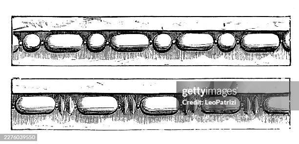 architectural diagrams detailing variations of a classical chaplet moulding with repeating bead and oblong olive elements - crown molding stock illustrations