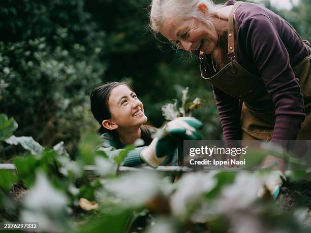 grandmother and granddaughter gardening together, australia - local produce stock pictures, royalty-free photos & images