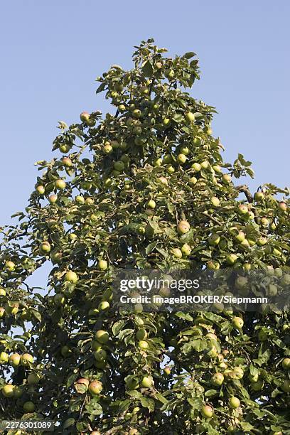 apple tree with fruits germany - planting apple tree stock pictures, royalty-free photos & images