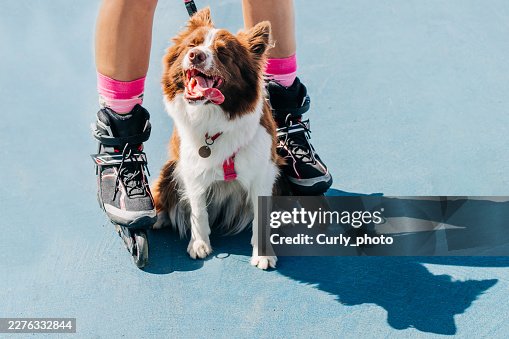 A happy Border Collie sits between the legs of a person wearing rollerblades on a blue pavement. A happy Border Collie sits between the legs of a person wearing rollerblades on a blue pavement.