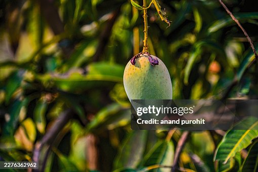 Mango on tree Mango on tree