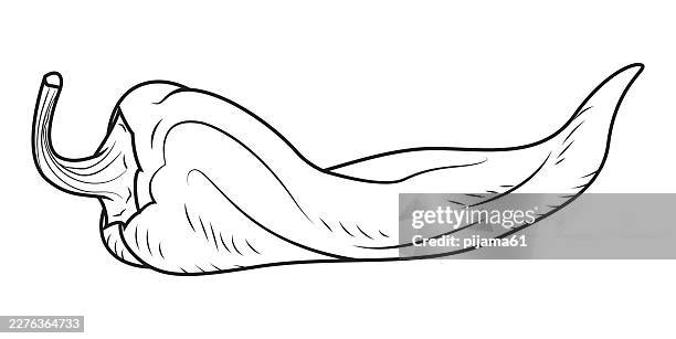 whole pepper chilli. vintage hatching black illustration. - chilli white background stock illustrations