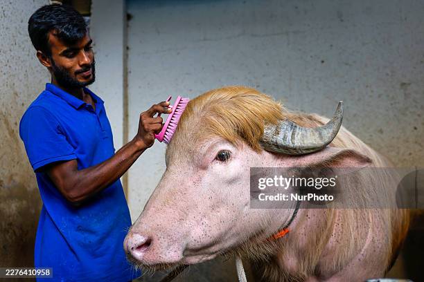 Worker grooms a rare albino buffalo nicknamed ''Donald Trump'' at a farm in Narayanganj, Bangladesh, on May 18 ahead of Eid al-Adha. The nearly...