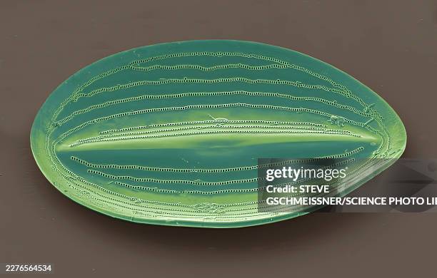 diatom, sem - algae micrograph stock pictures, royalty-free photos & images