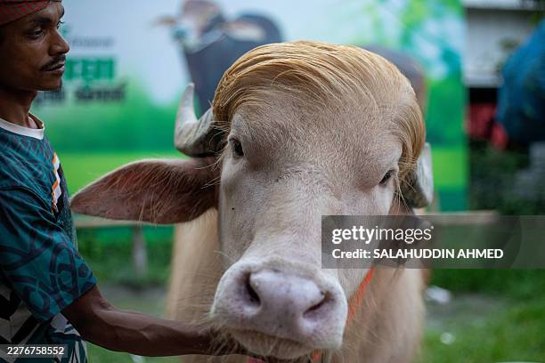 This photograph taken on May 17, 2026 shows a caretaker attending an albino buffalo nicknamed "Donald Trump" for sale ahead of Eid al-Adha at a...