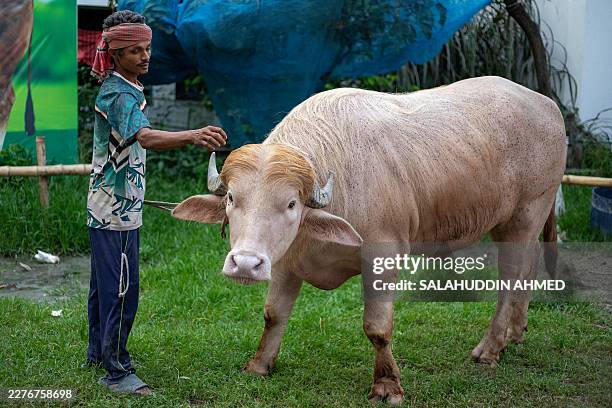This photograph taken on May 17, 2026 shows a caretaker attending an albino buffalo nicknamed "Donald Trump" for sale ahead of Eid al-Adha at a...