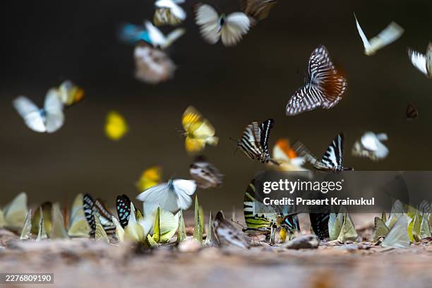 butterfly on ground at kaeng krachan - biodiversidad fotografías e imágenes de stock